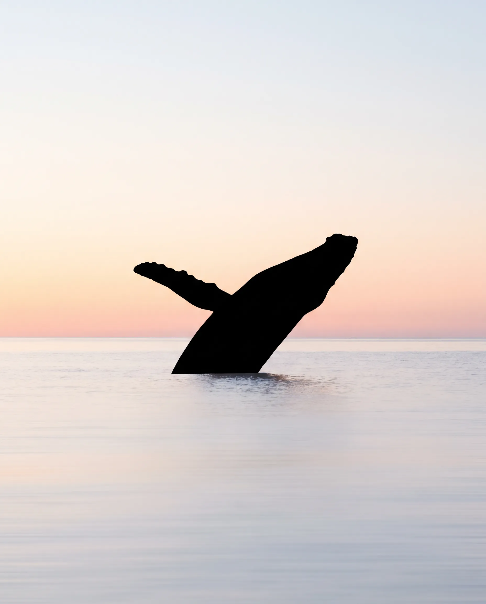 Black silhouette of a breaching humpback whale against a pale sky, silhouette art style