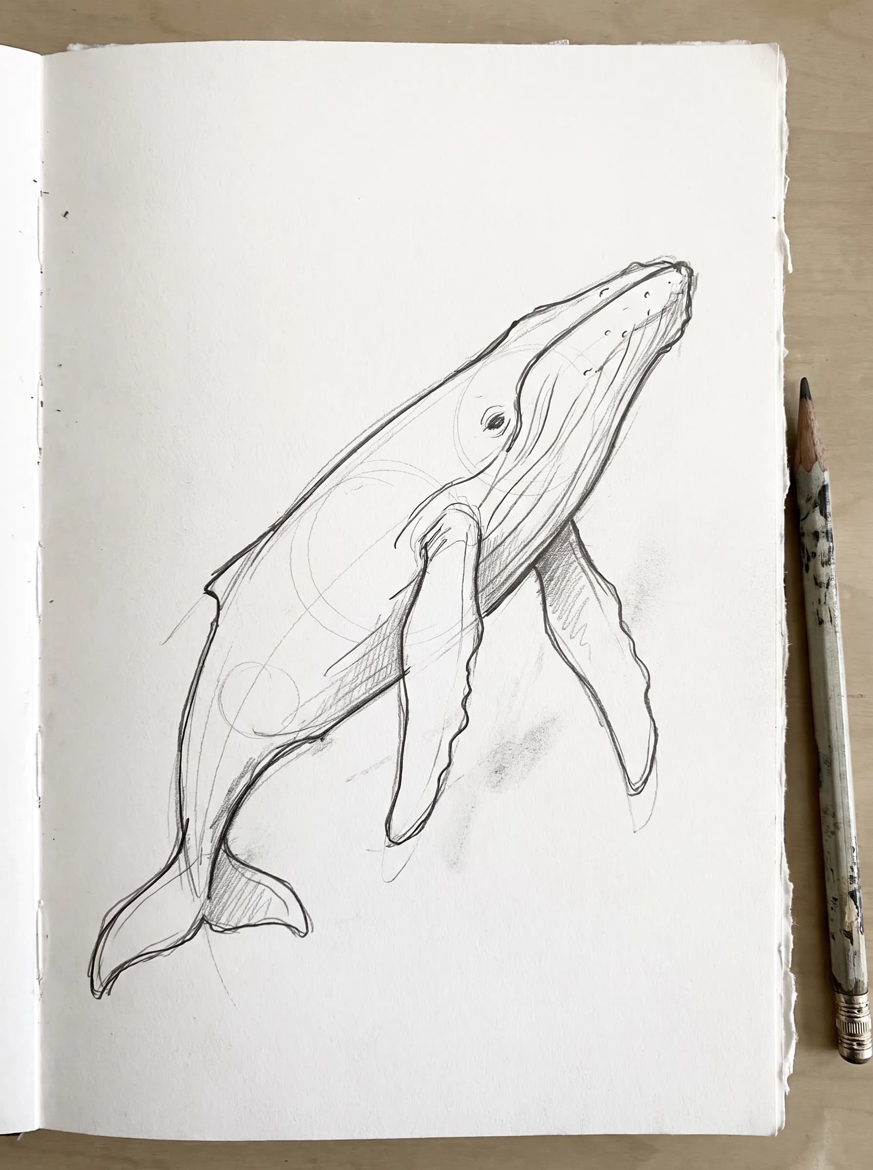 Quick pencil sketch of a humpback whale with visible construction lines, sketchy drawing style