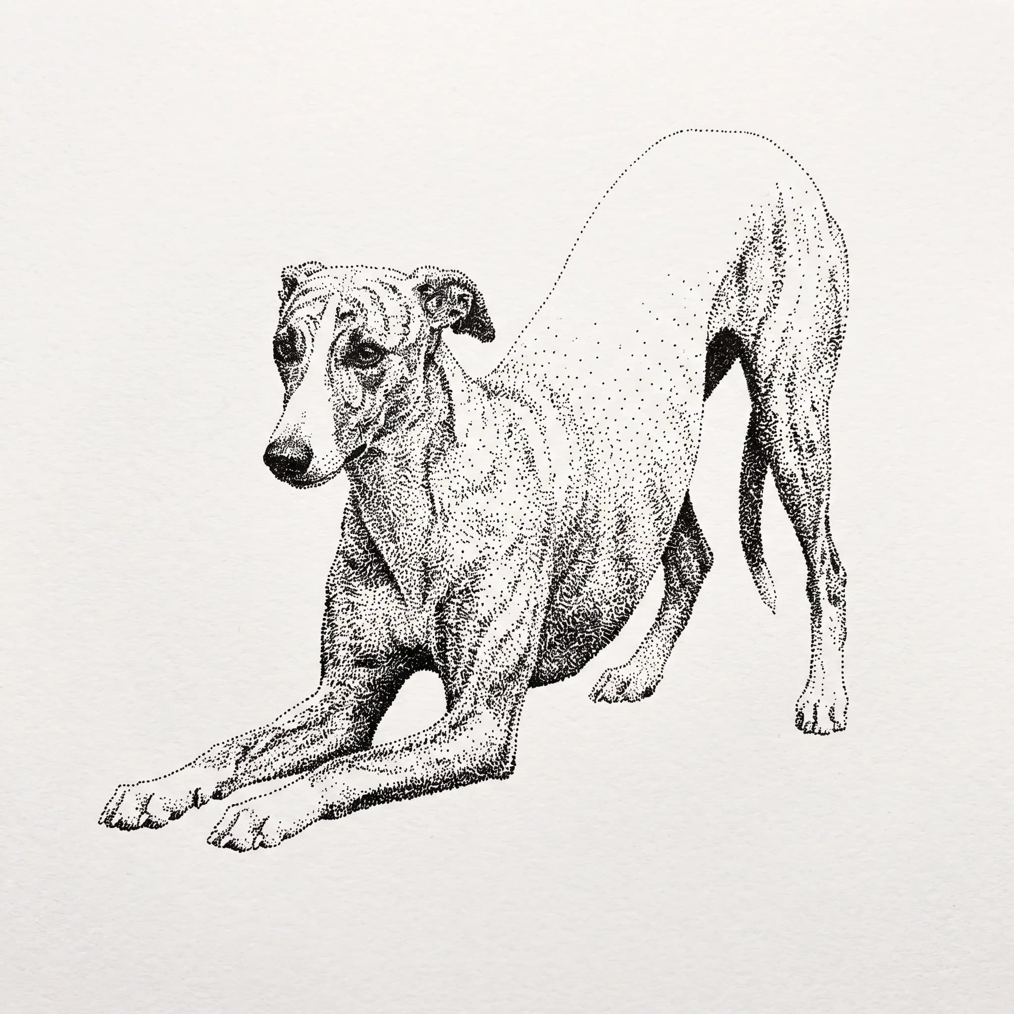 Whippet in a play bow rendered in stippled dots with a technical pen