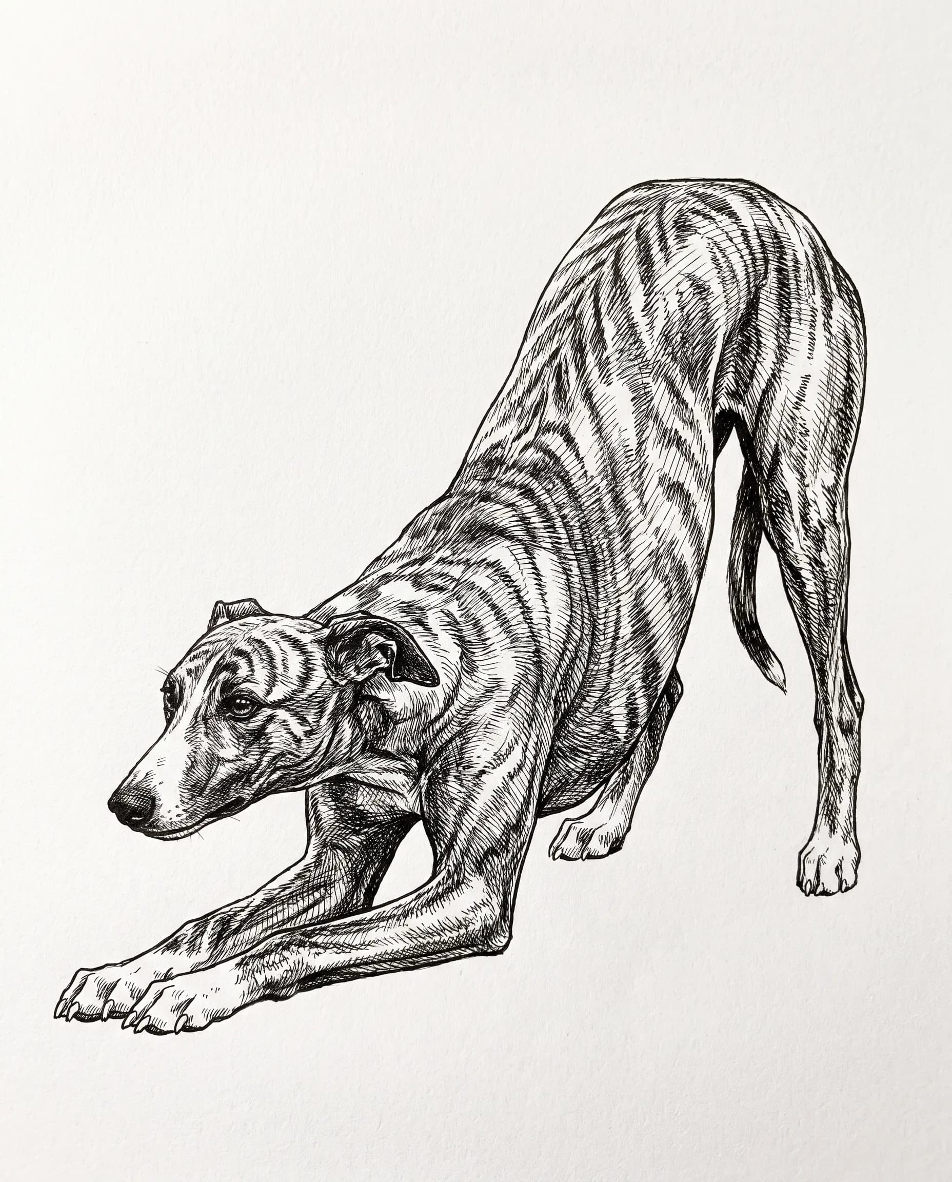 Whippet in a play bow drawn in pen and ink with crosshatching