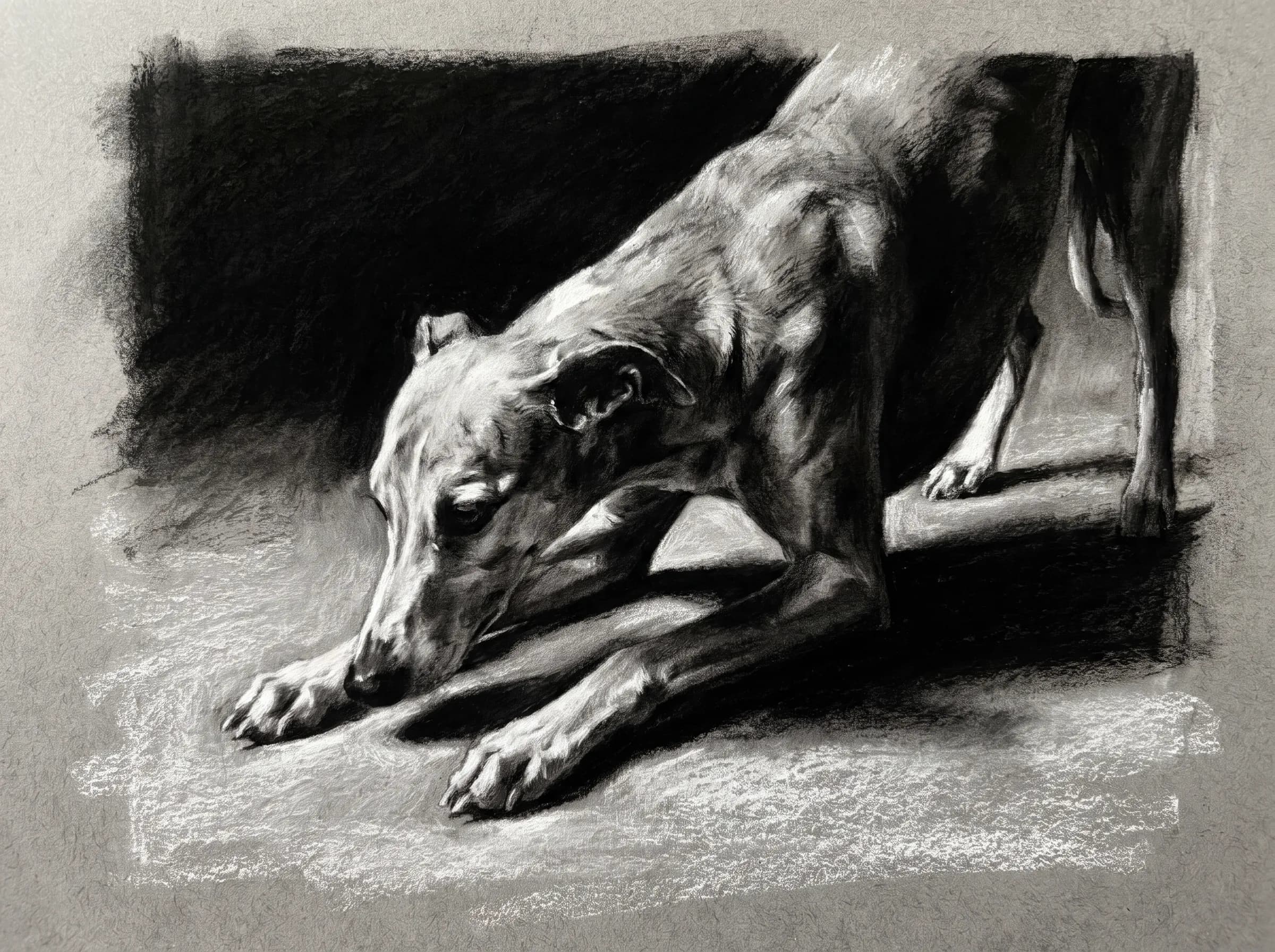 Whippet bowing low in a chiaroscuro charcoal drawing on gray paper
