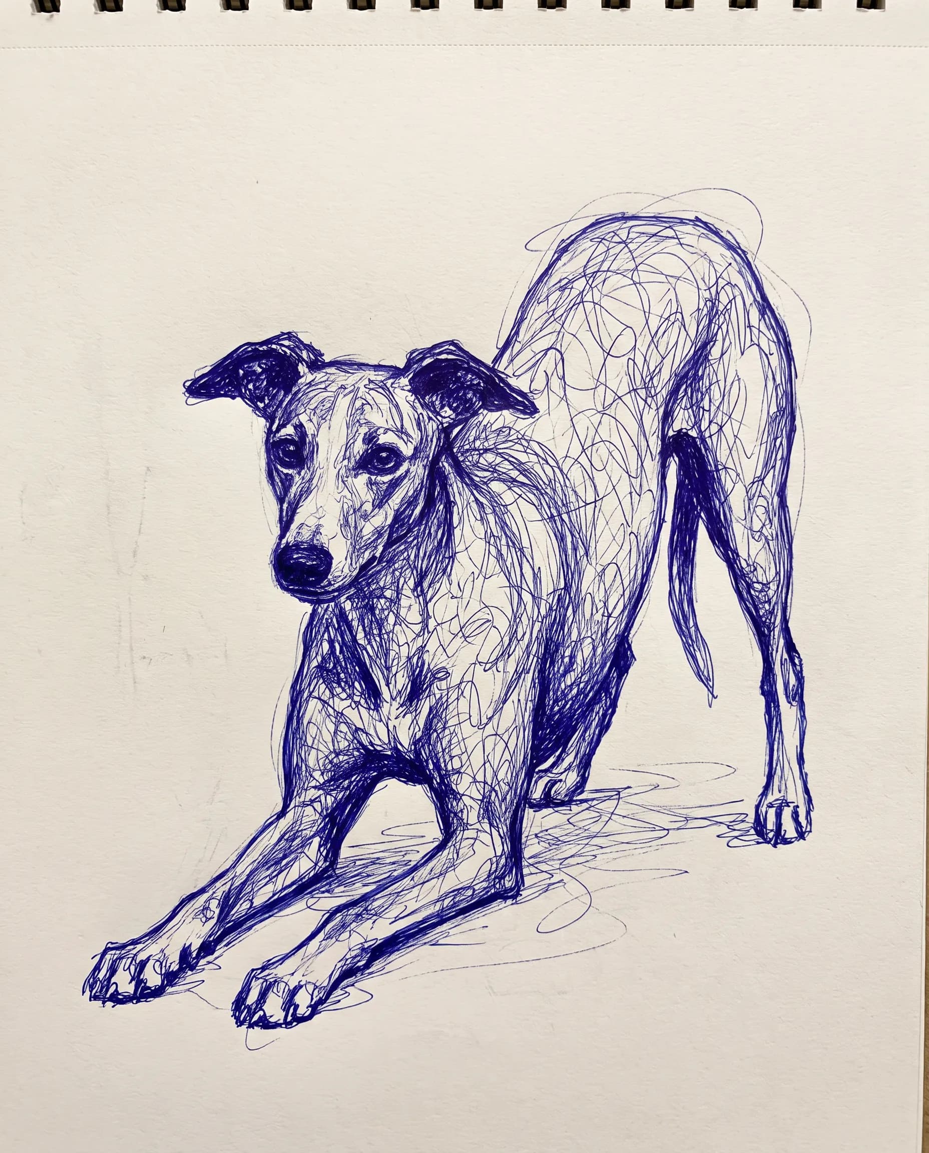 Whippet in a play bow as a blue ballpoint scribble drawing