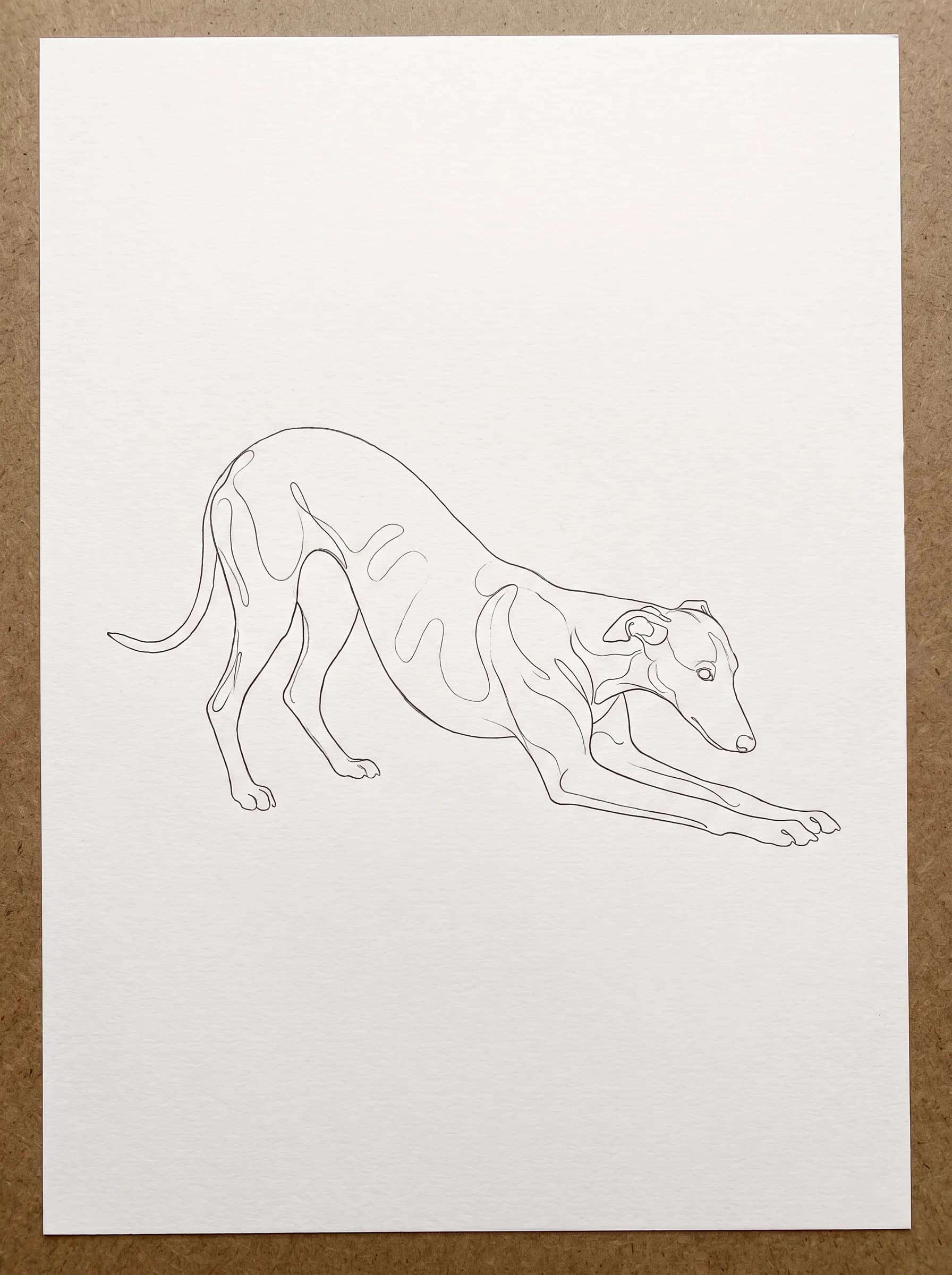 Whippet in a play bow as a single-weight contour line drawing