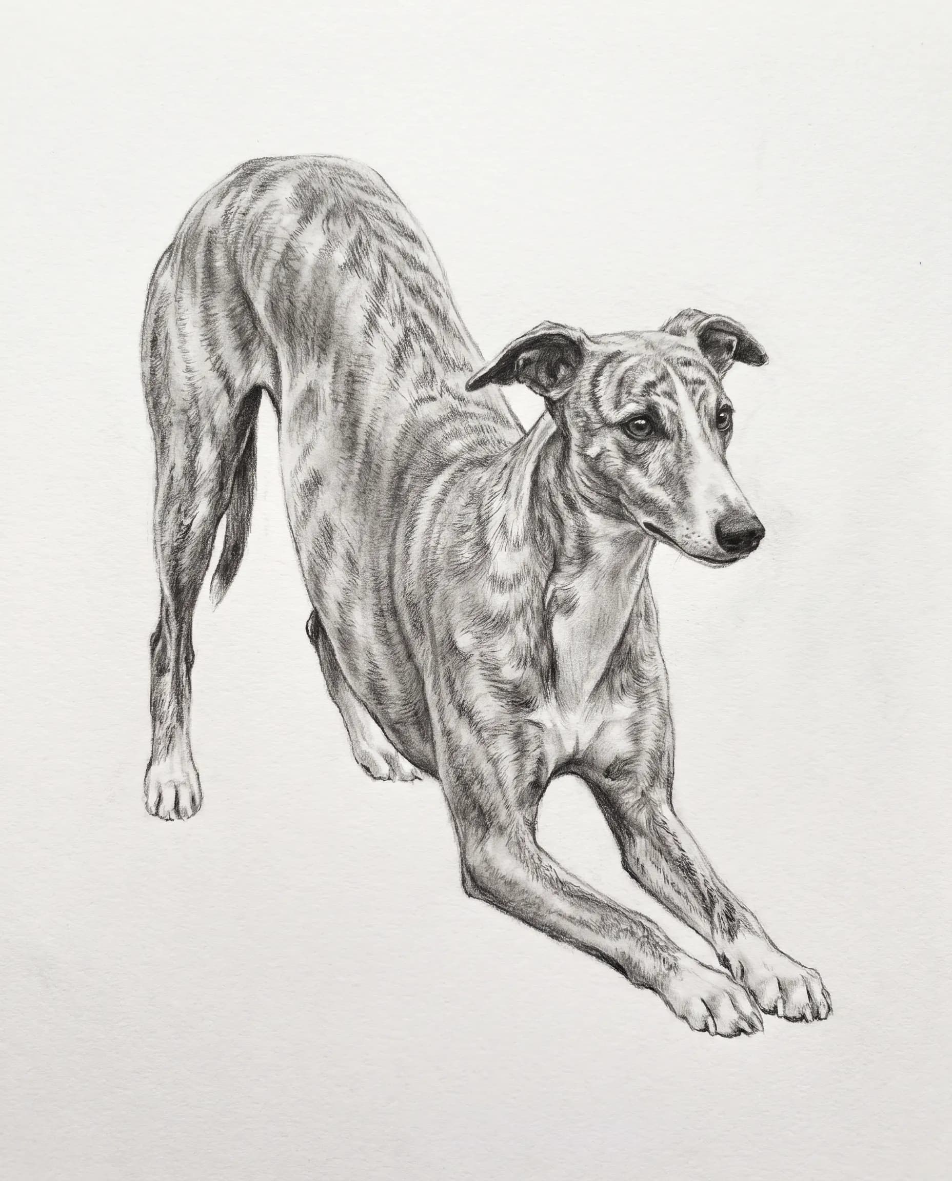Whippet in a play bow drawn in blended graphite pencil