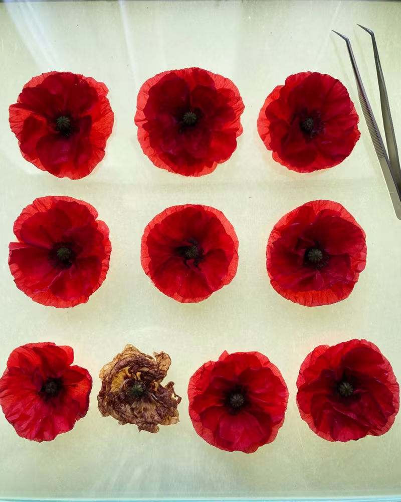 Nine poppies laid out on a light table, one of them wilted